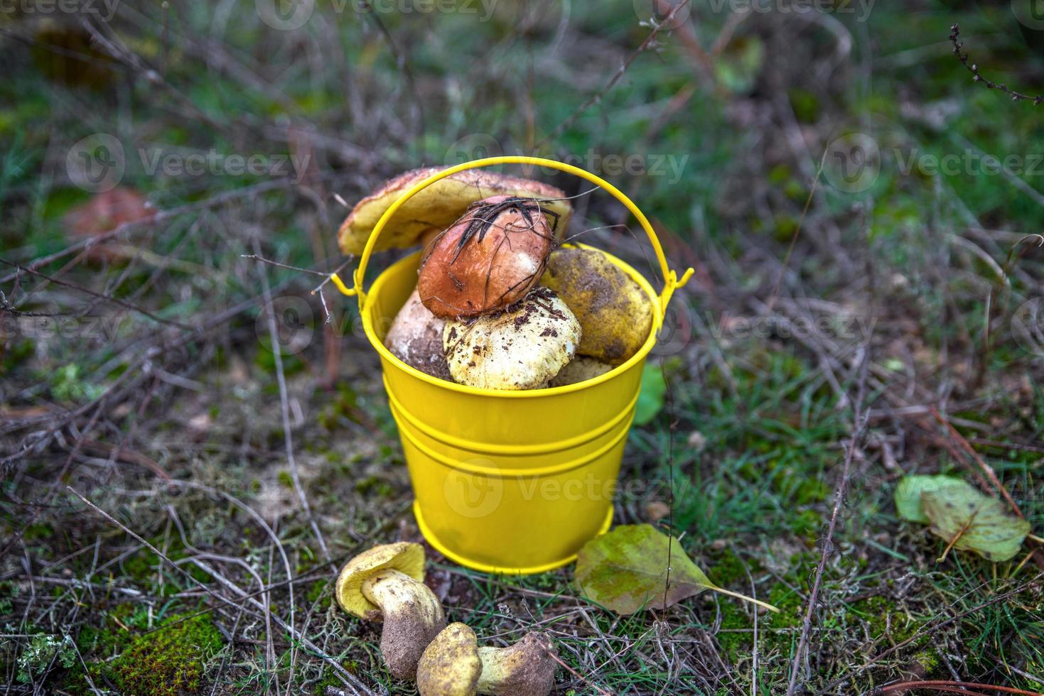 cogumelos selvagens frescos em um balde amarelo foto