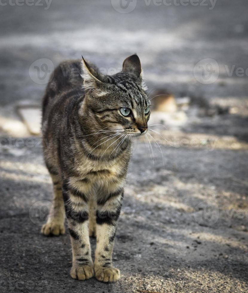 rua jovem gato malhado cinza andando pela rua foto