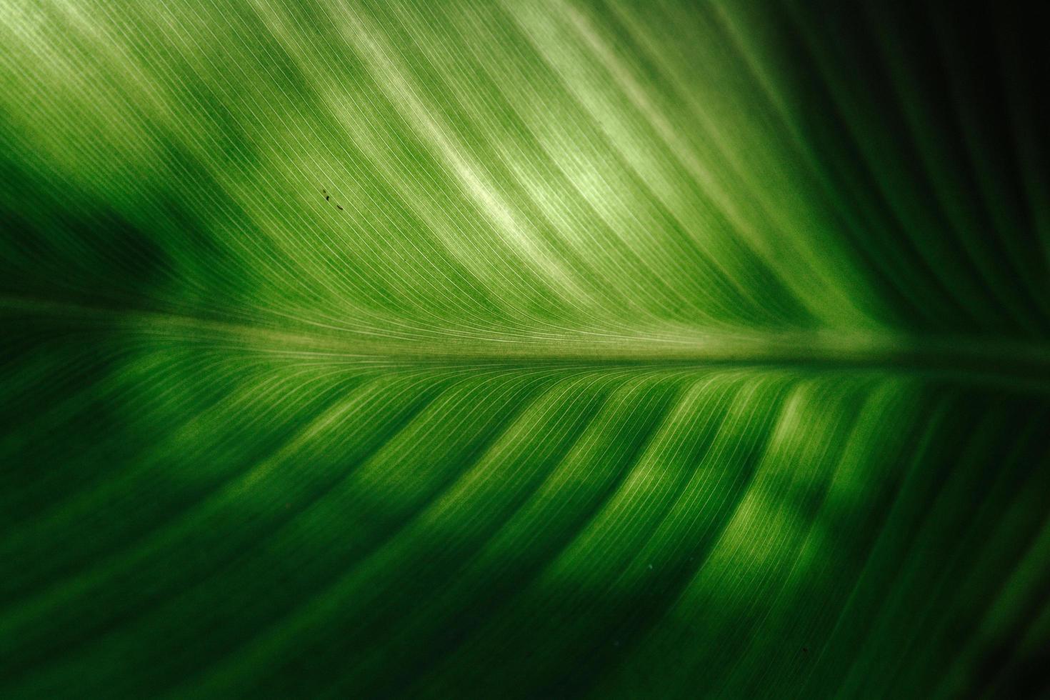 close-up de folha verde foto