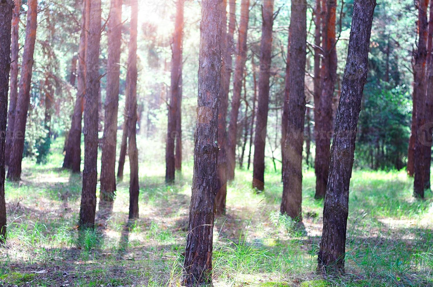 floresta de pinheiros no início da manhã ao sol foto