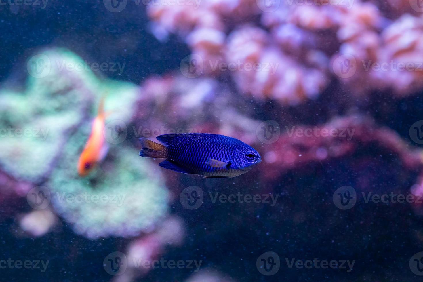 belo peixe chrysiptera parasema foto