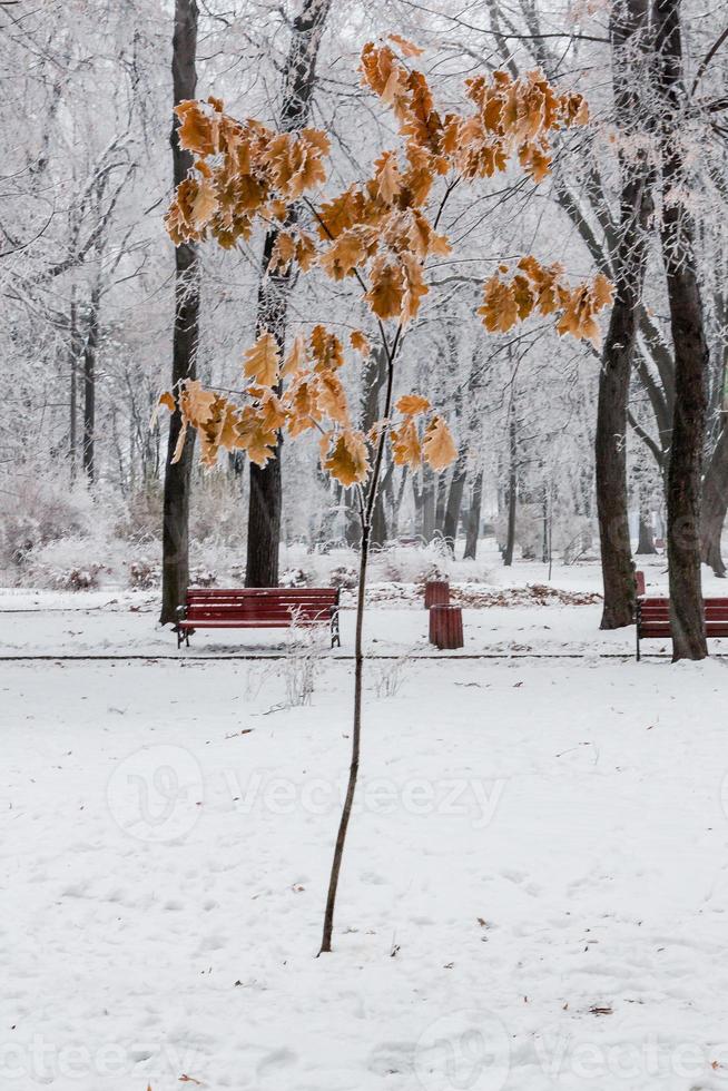 folhas de inverno cobertas de neve e geadas foto