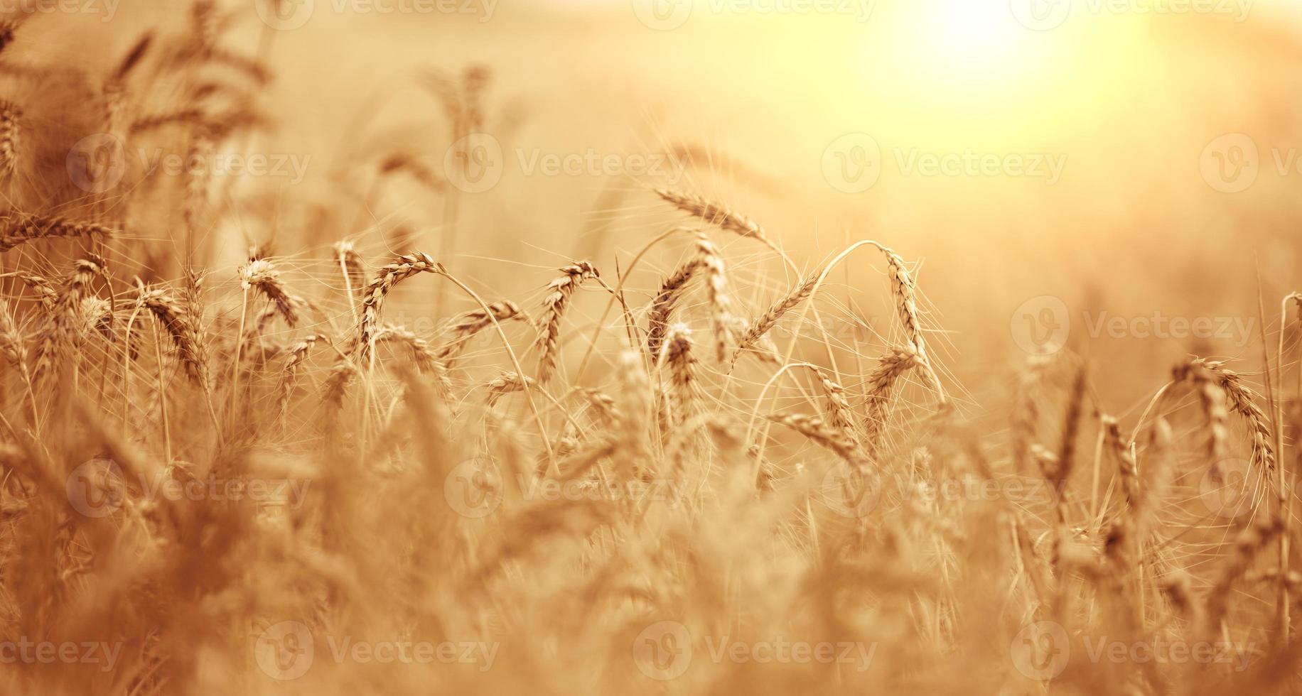 campo com cultivo de trigo maduro amarelo em um dia de verão foto