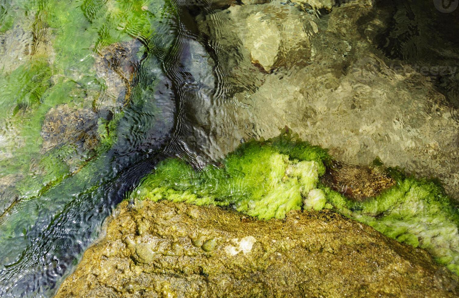 água do mar e algas verdes sob água transparente foto