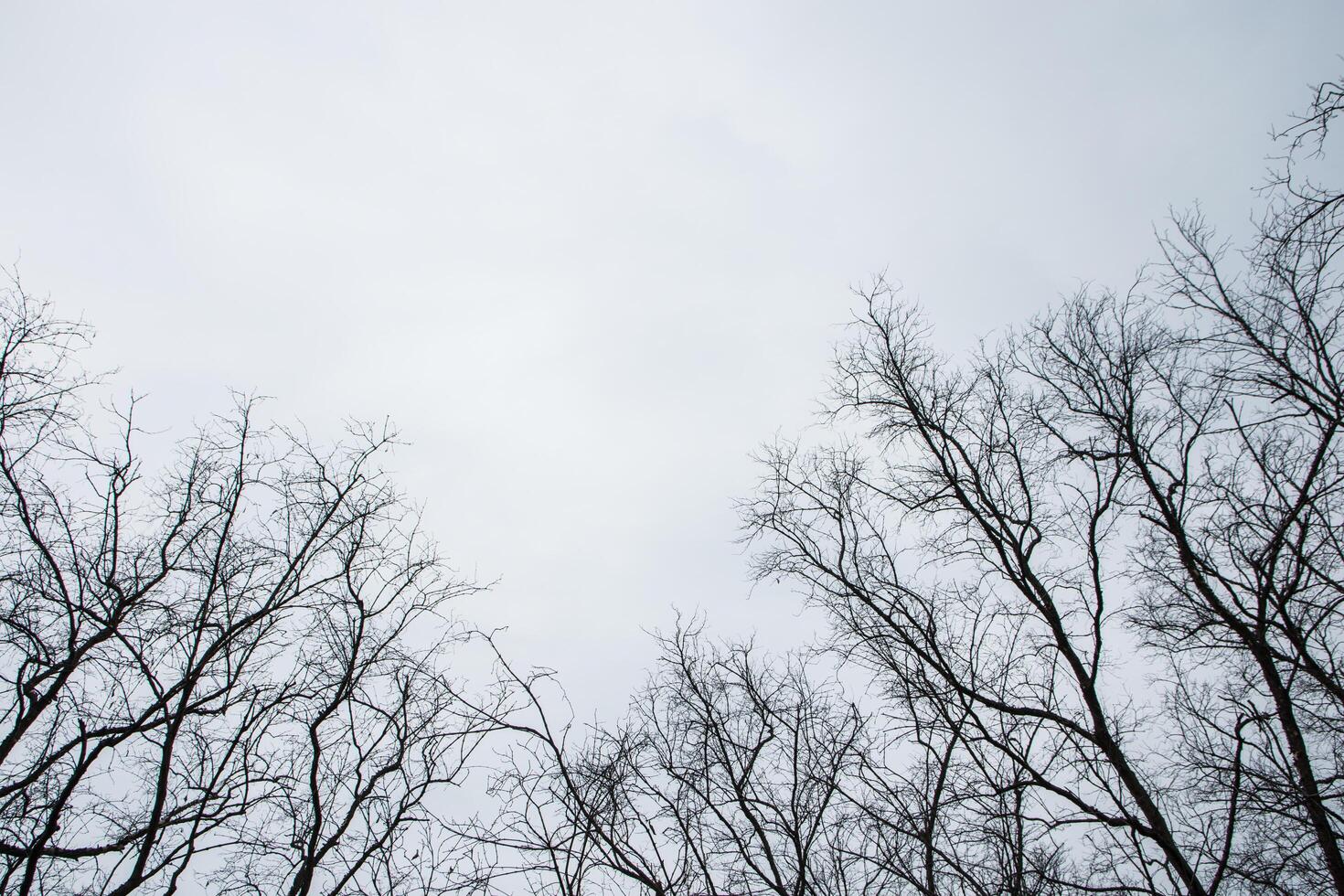 árvores secas e céu cinza foto