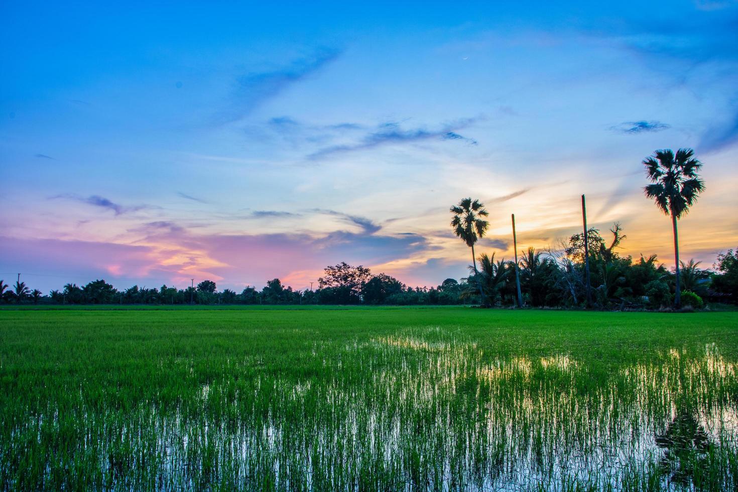 campo de arroz ao pôr do sol foto