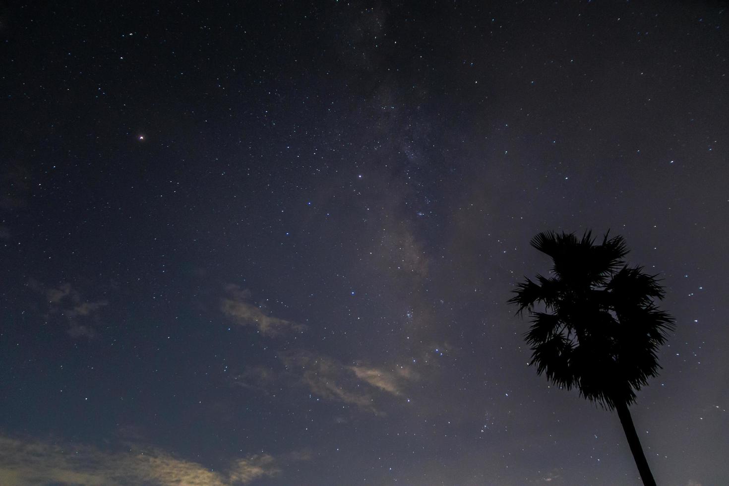 silhueta de uma árvore à noite foto