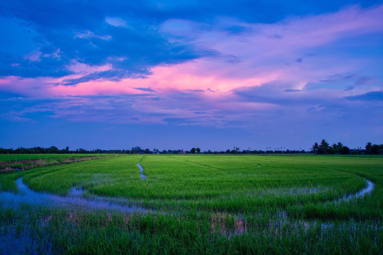 campo de arroz ao pôr do sol foto