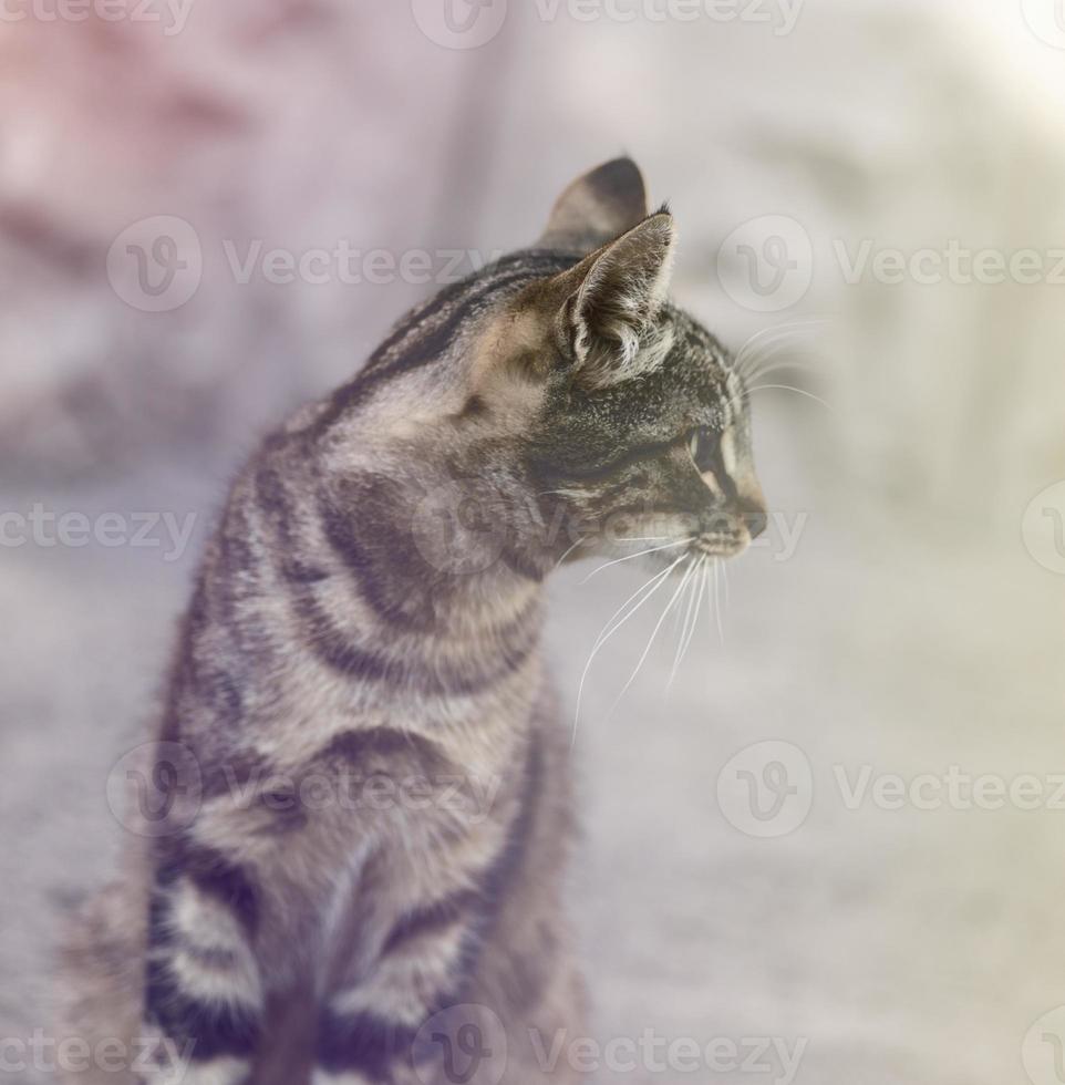 jovem gato malhado cinza foto