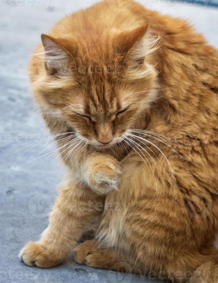 grande gato adulto vermelho sentado foto