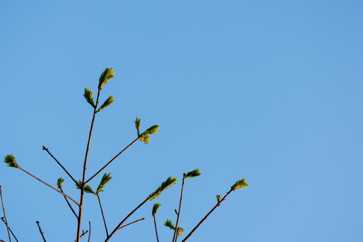 galhos de árvores com céu azul foto