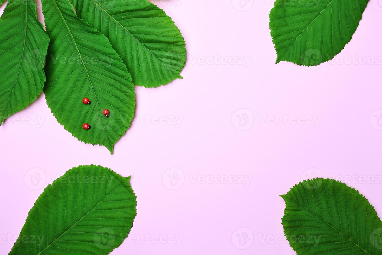 fundo rosa abstrato com folhas verdes de castanha foto