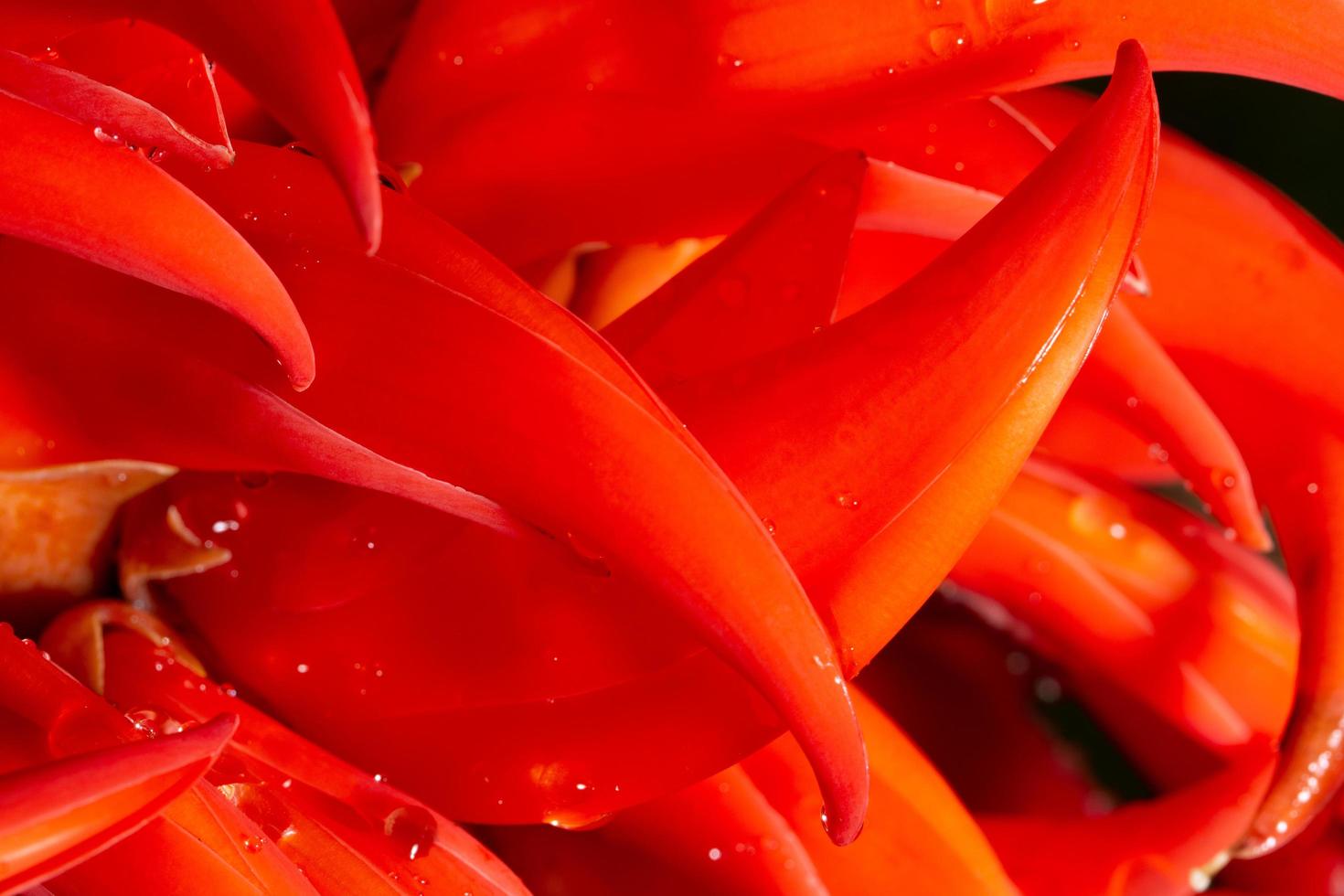 close-up de flor de trepadeira de newguinea foto
