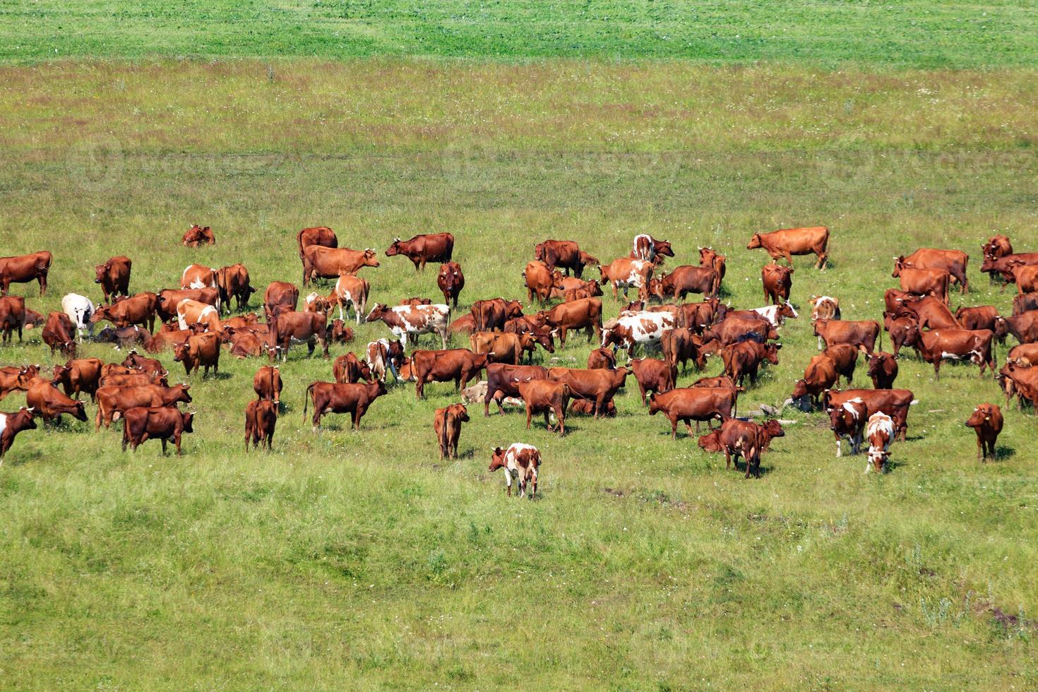 rebanho de vacas leiteiras em um pasto foto