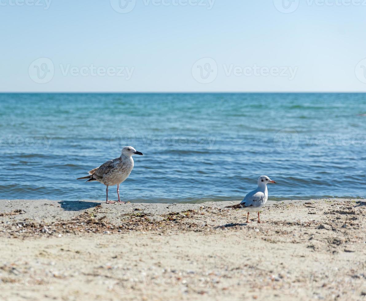 gaivotas na praia em um dia ensolarado de verão foto