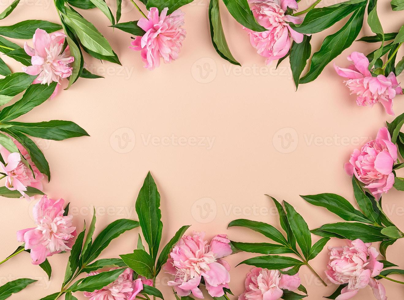 botões de peônia rosa florescendo em um fundo de pêssego foto