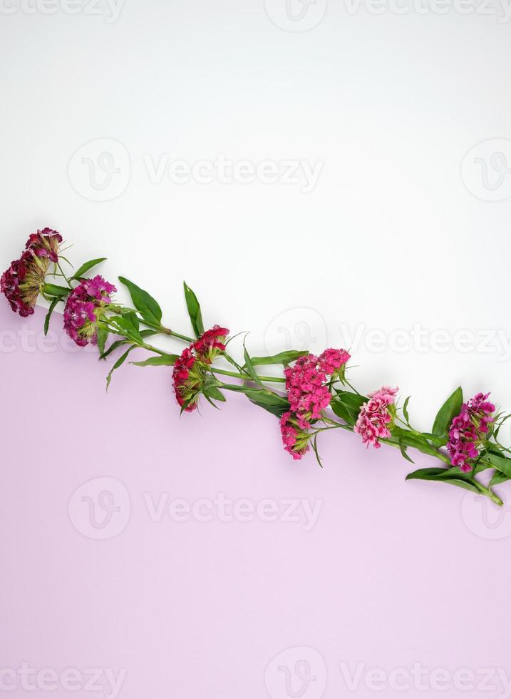 botões vermelhos florescendo cravos turcos dianthus barbatus em um fundo pastel foto