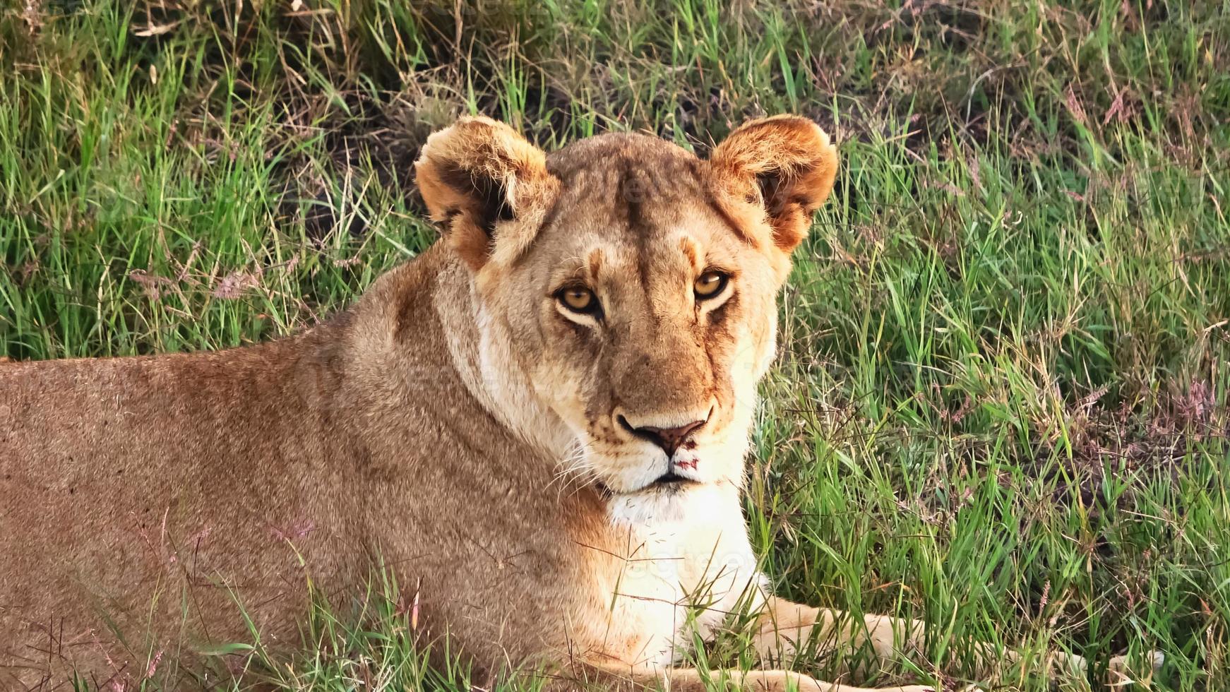 impressionantes leões selvagens na selva da África em masai mara. foto