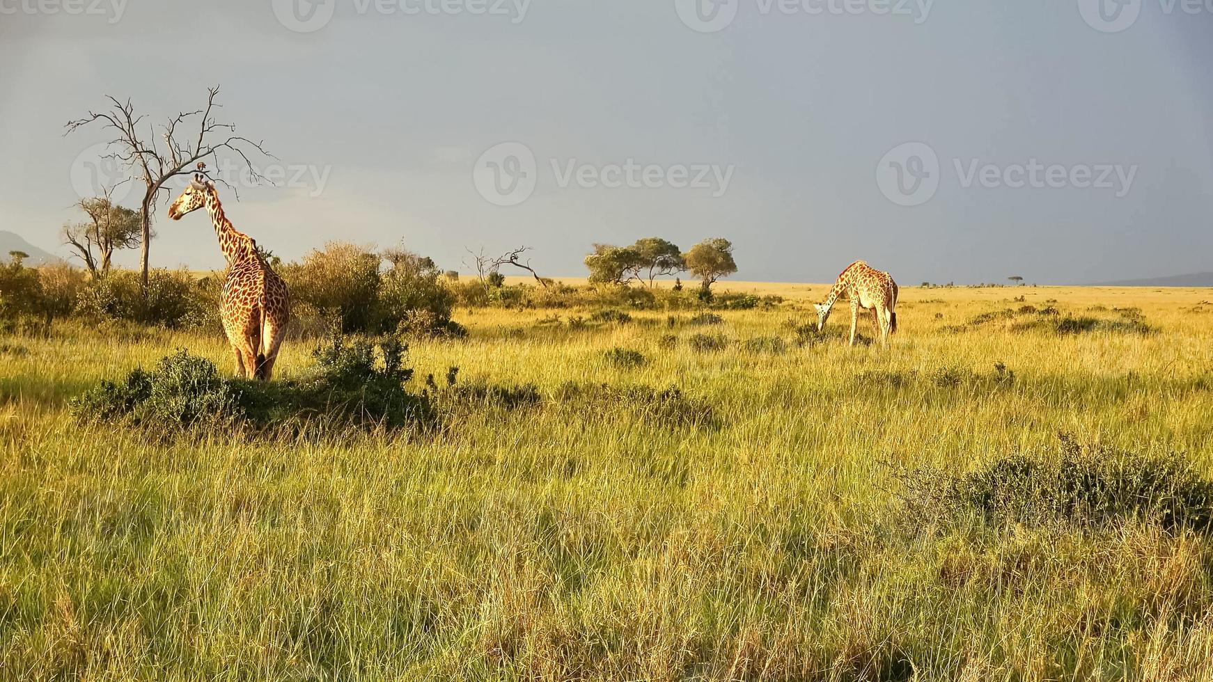 linda girafa na natureza selvagem da áfrica. foto