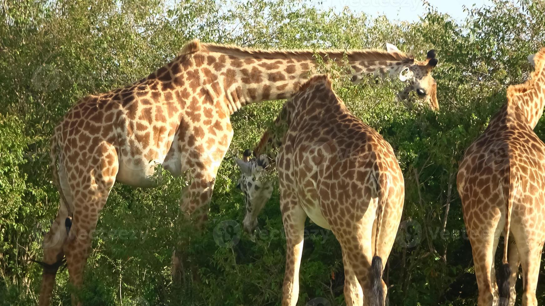 linda girafa na natureza selvagem da áfrica. foto