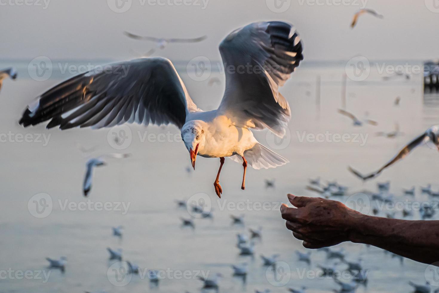 gaivota voando alto no vento. gaivota voadora. gaivota voando para comer a comida que as pessoas lhes dão foto