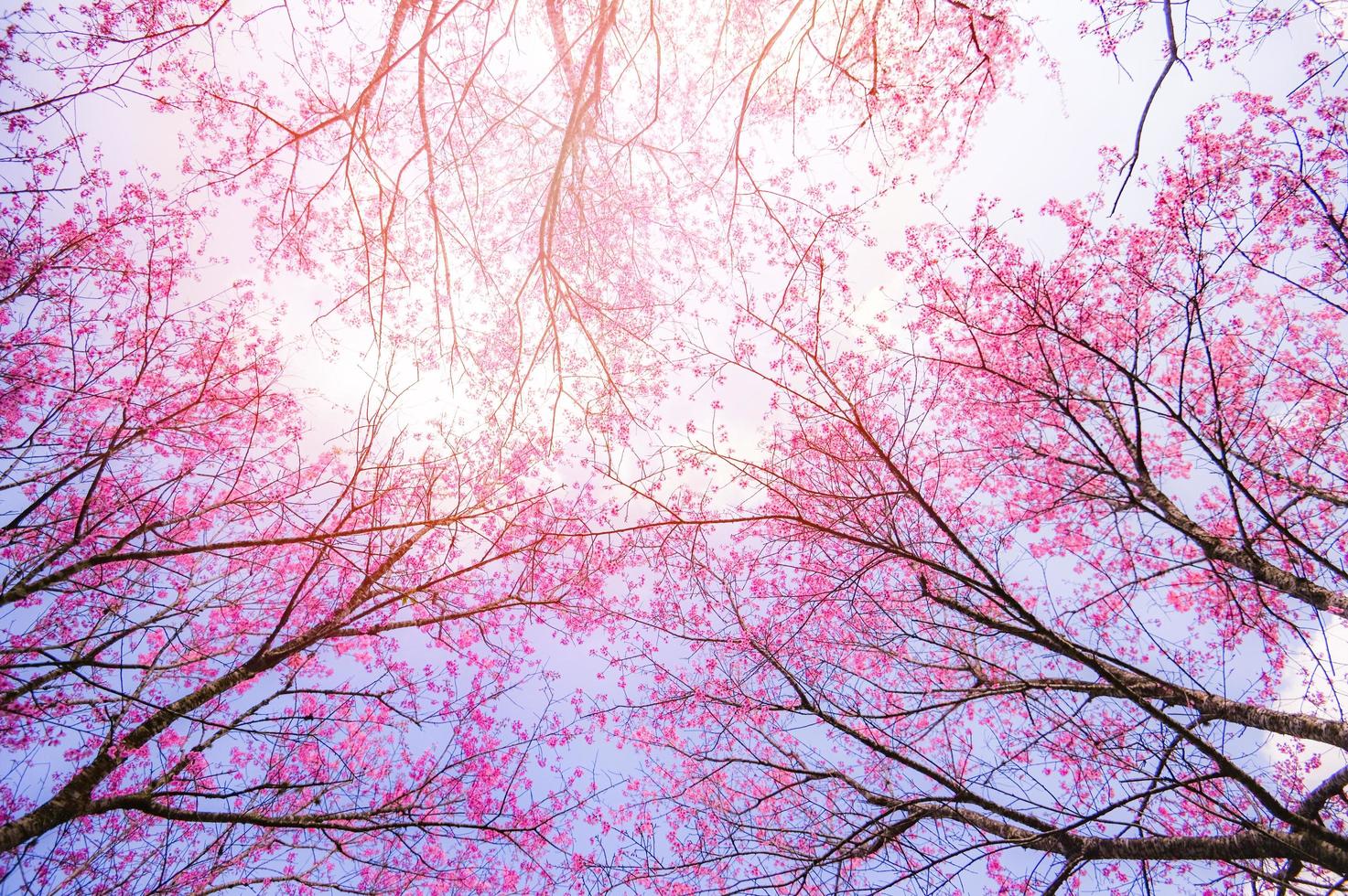 fundo de vista inferior, flor de cerejeira selvagem do Himalaia, linda flor de sakura rosa na paisagem de inverno árvore vista de baixo para cima com céu azul foto
