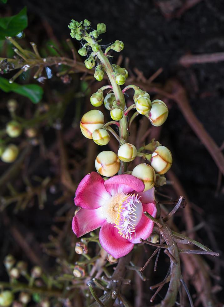 shorea robusta couroupita guianensis na árvore foto