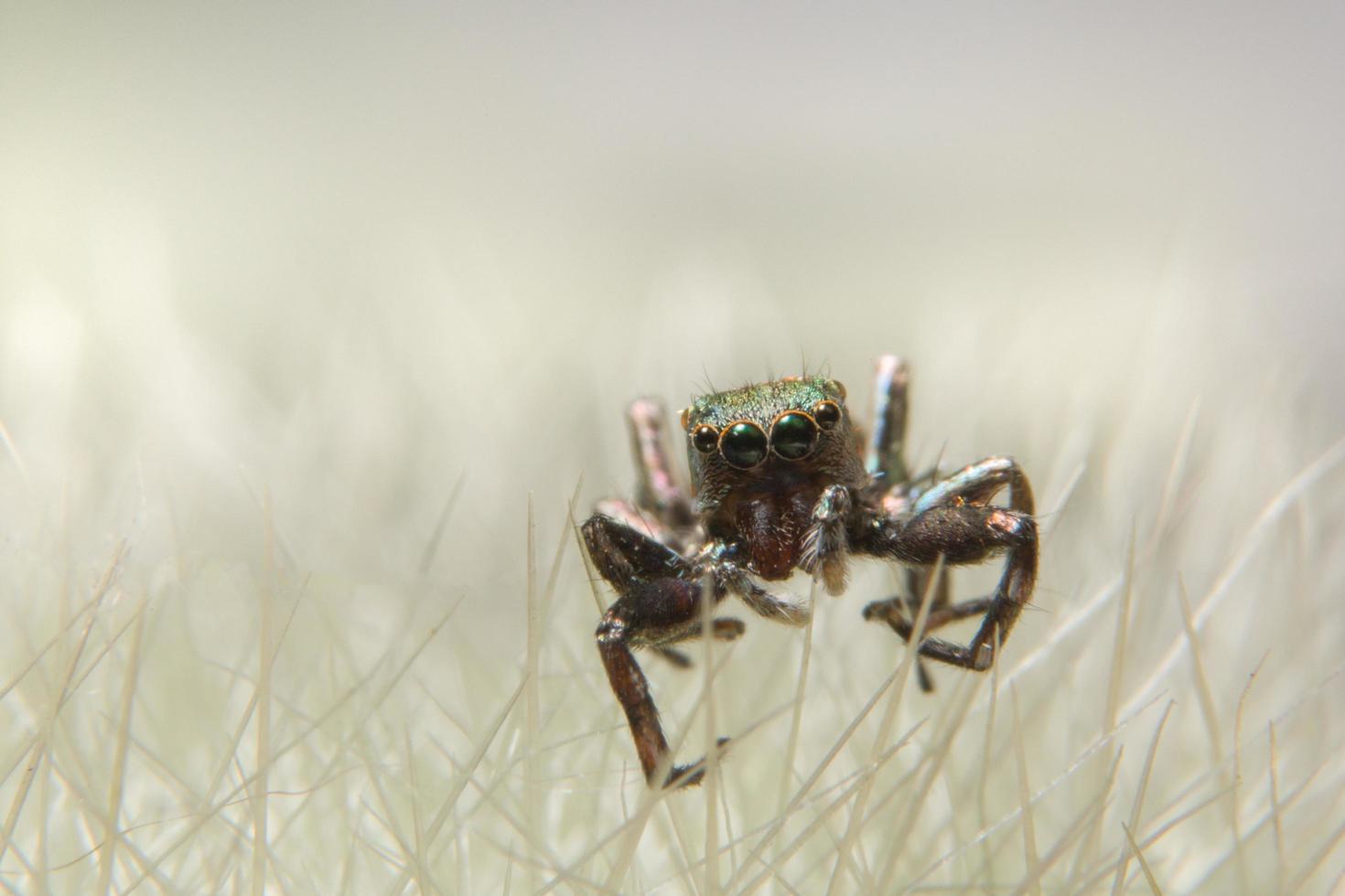 aranha em uma flor foto