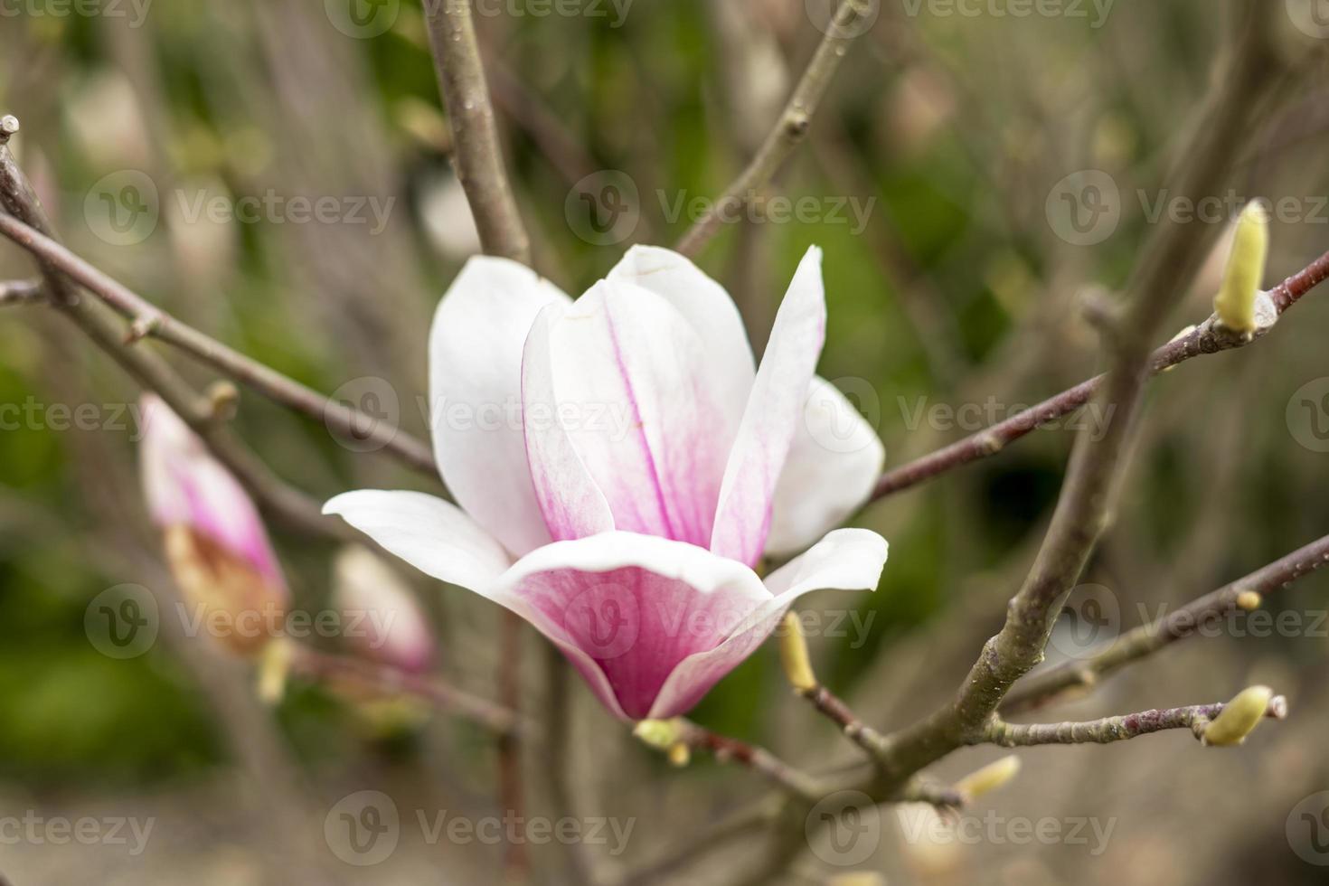 botão de flor de magnólia rosa em galho de árvore e botões verdes em fundo natural ao ar livre primavera e plantas florescendo paisagismo foto
