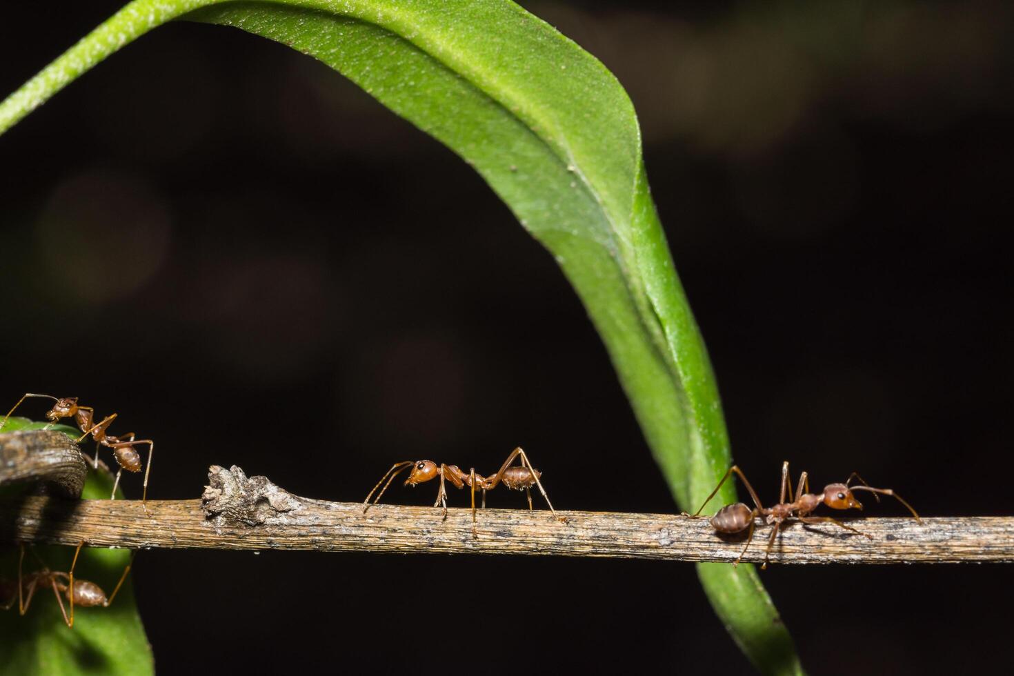 formigas vermelhas em uma planta foto