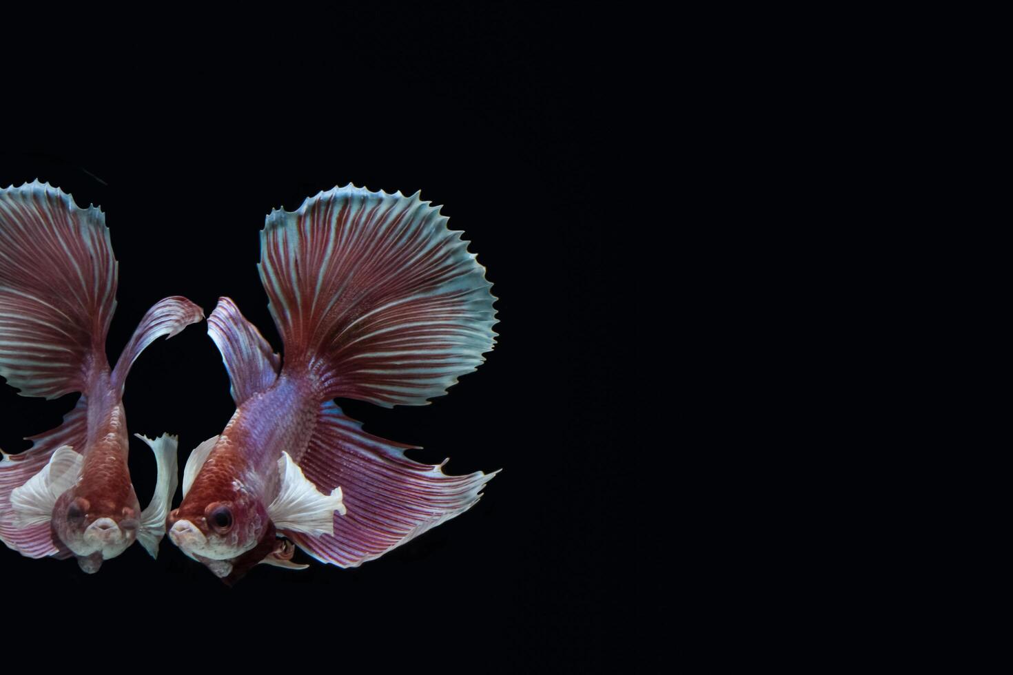 betta splendens em fundo preto foto