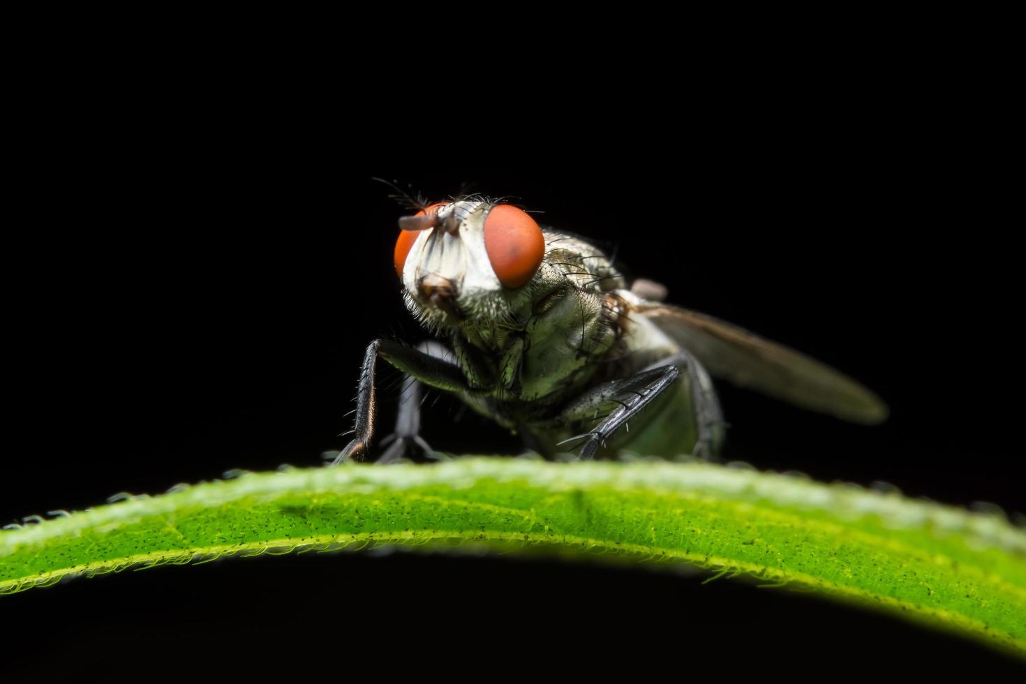 close-up de mosca em uma folha foto