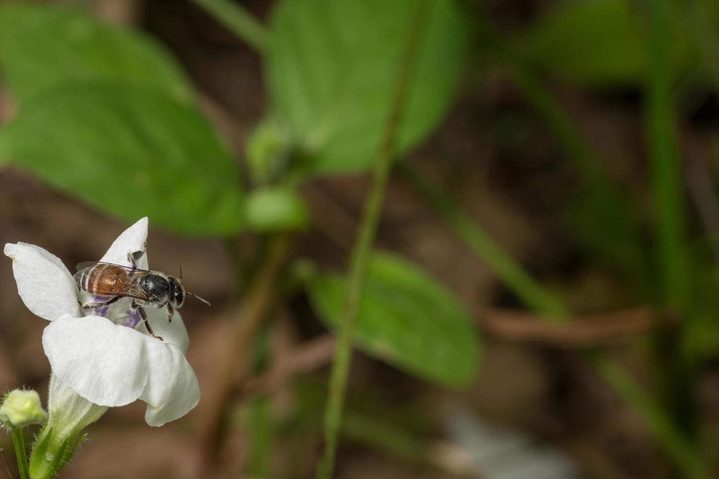 abelha em uma flor foto