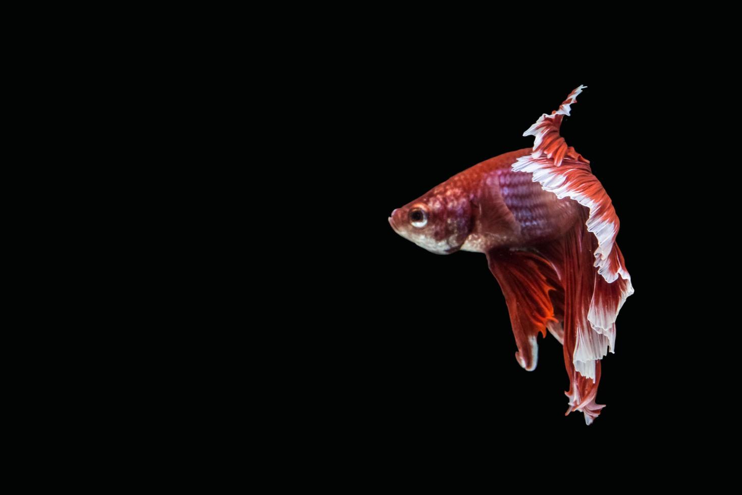 betta splendens em fundo preto foto