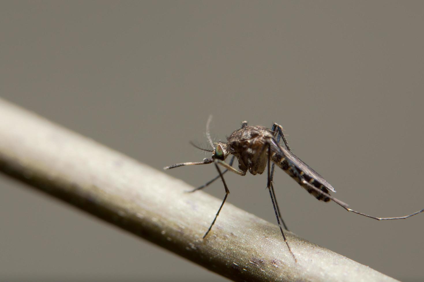 mosquito em um galho foto