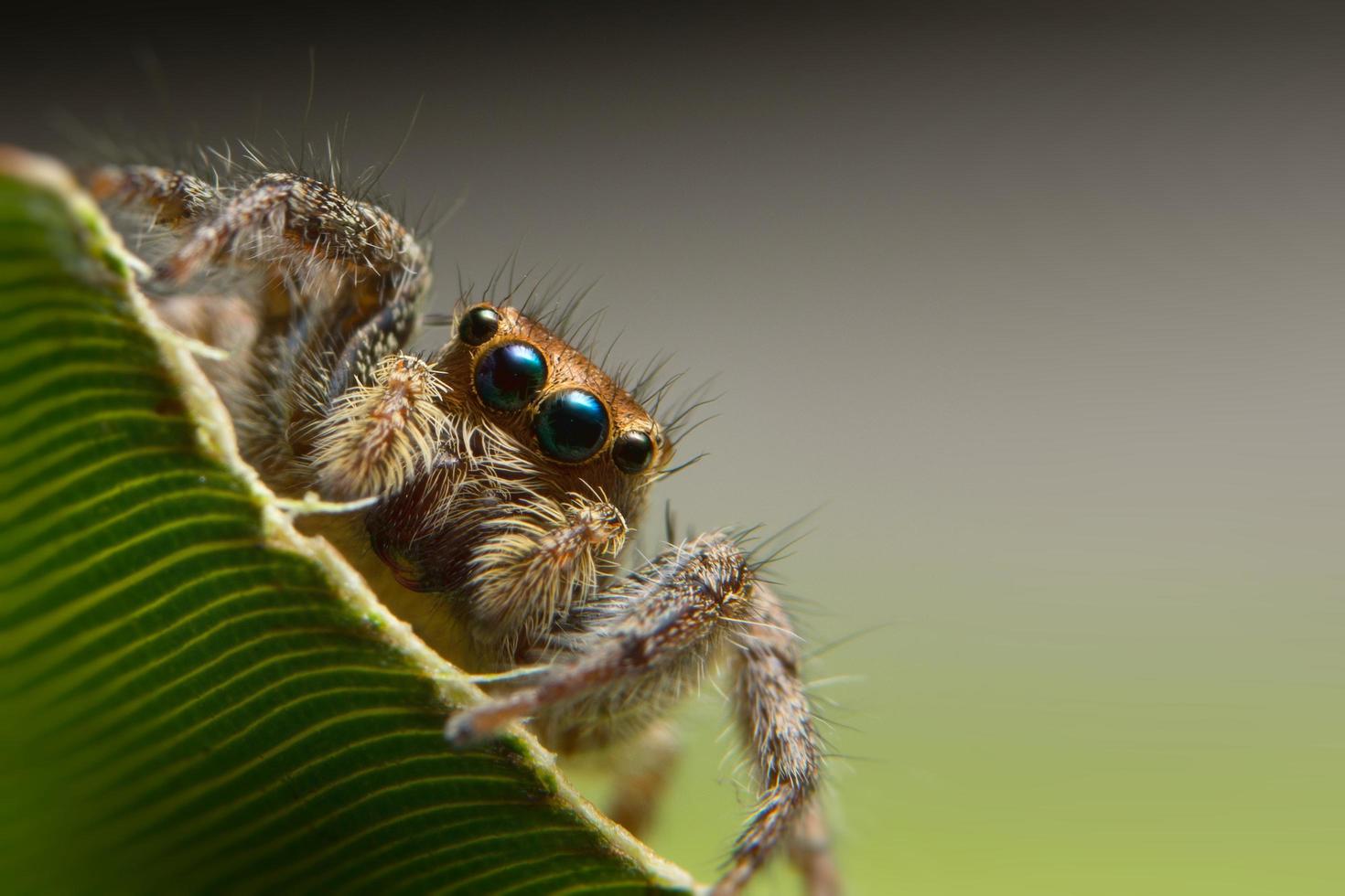 aranha em uma folha foto