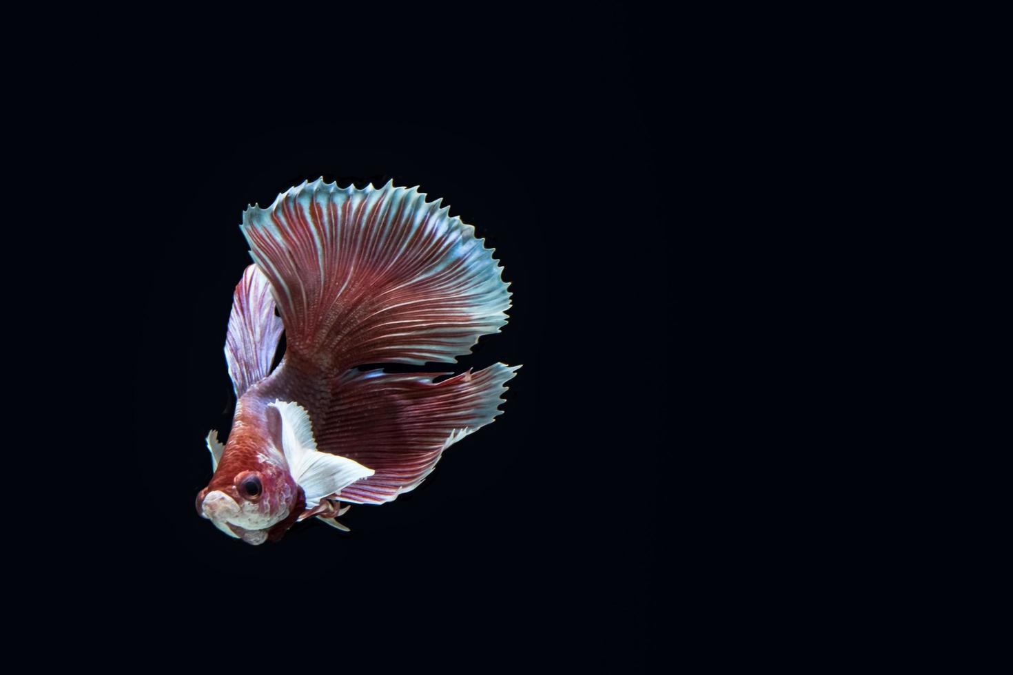 betta splendens em fundo preto foto