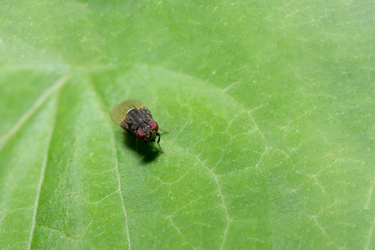 mosca da fruta em uma folha foto