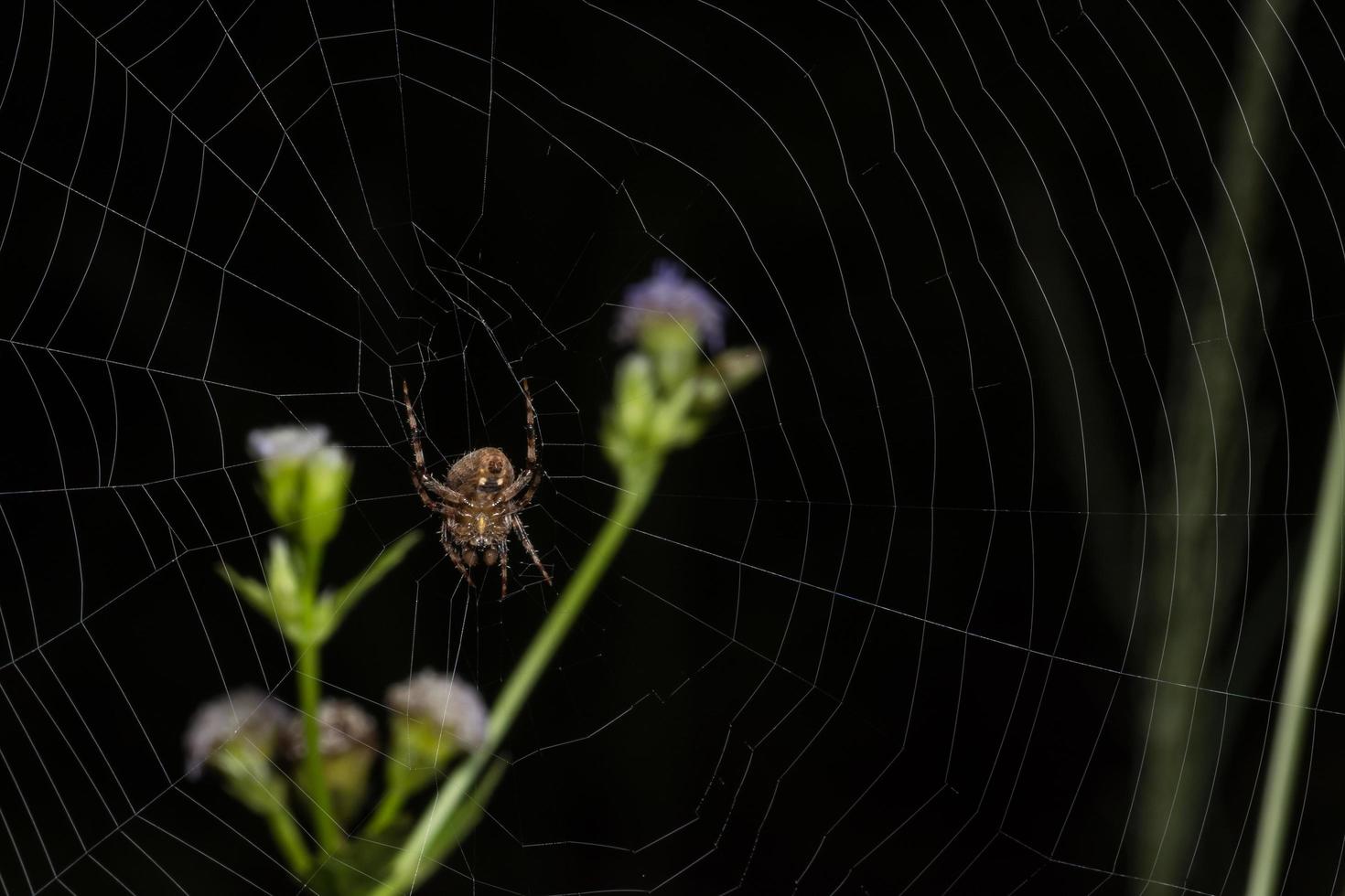 aranha na teia de aranha foto