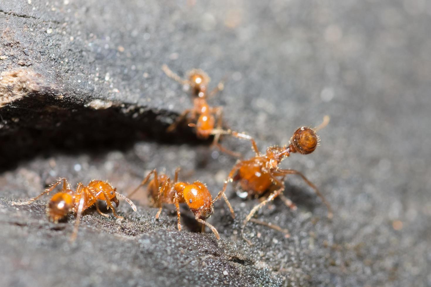 formigas em uma árvore, close-up foto