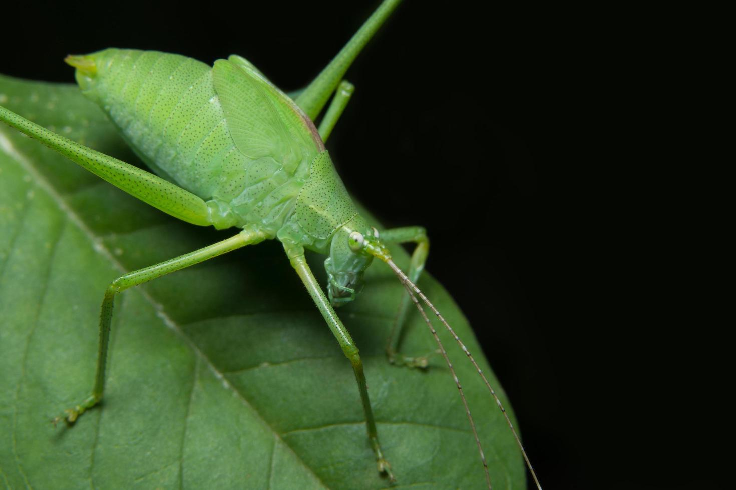 gafanhoto verde em uma folha foto