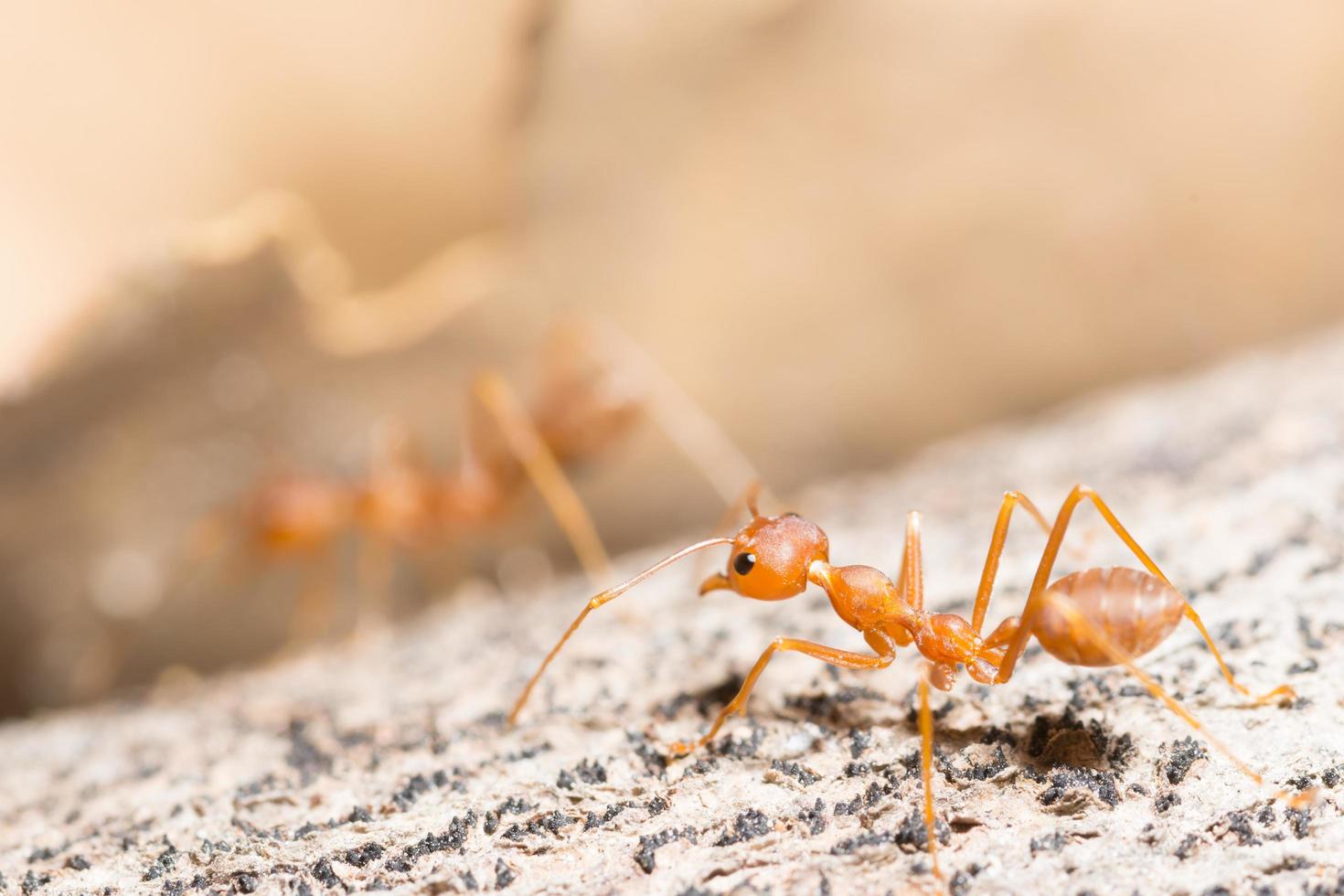 formigas em uma árvore, close-up foto