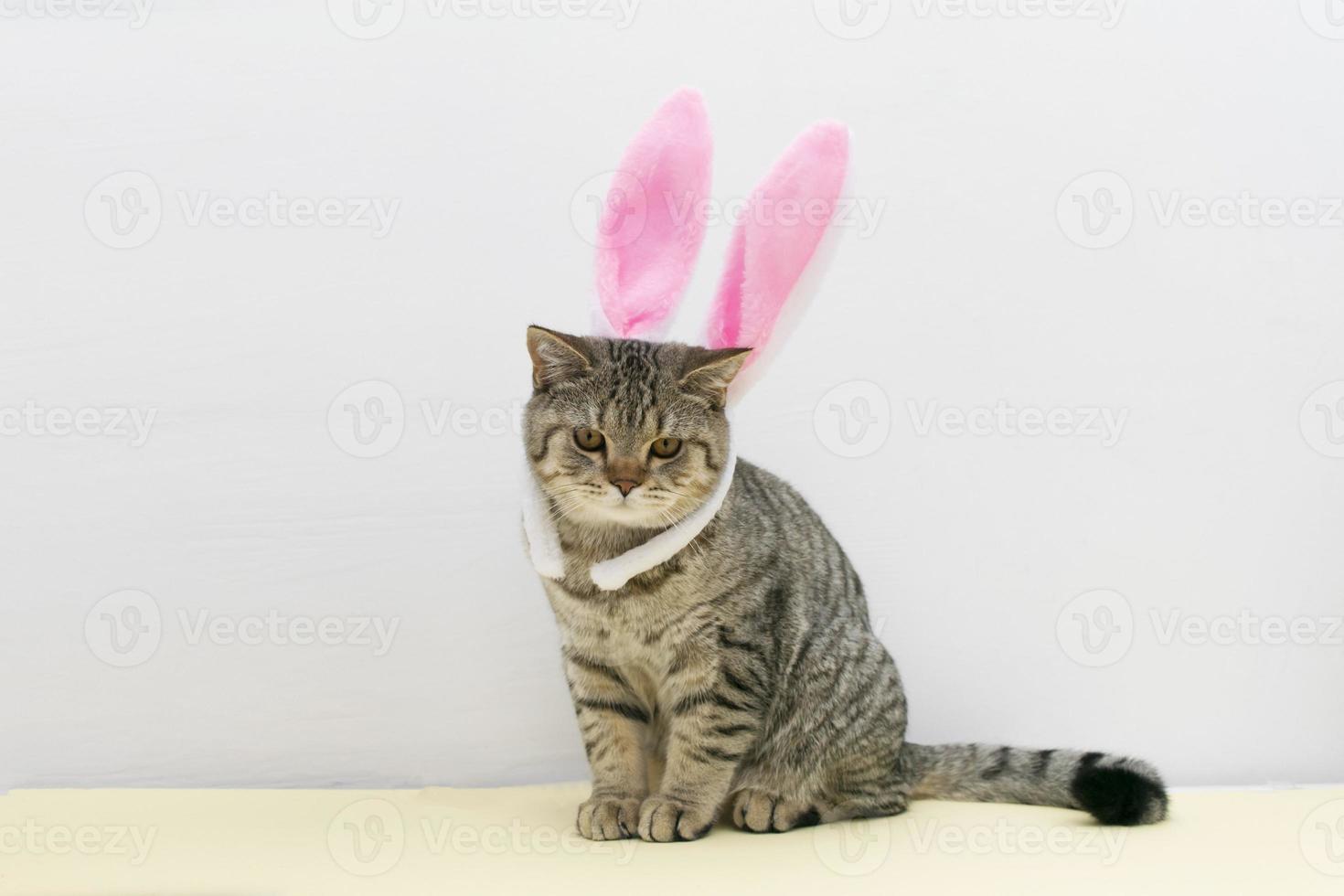 lindo pequeno gatinho reto escocês sentado com orelhas de páscoa coloridas em fundo cinza. foto