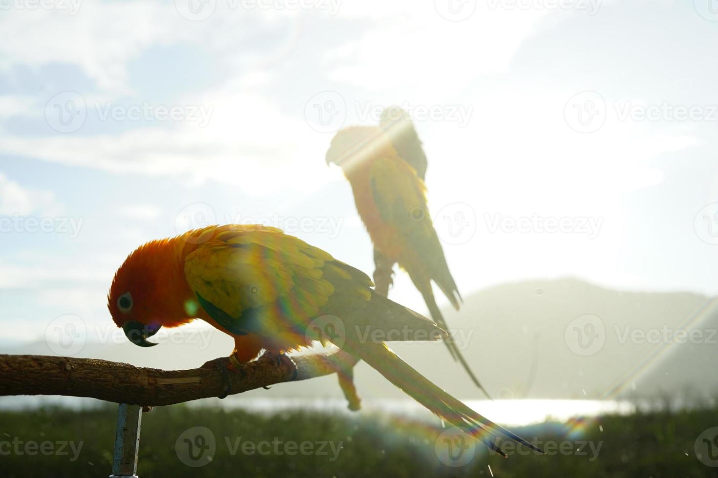 sun conure lindo jovem papagaio ou pássaro é aratinga tem amarelo, laranja e verde no ramo fundo borrão montanhas céu foto
