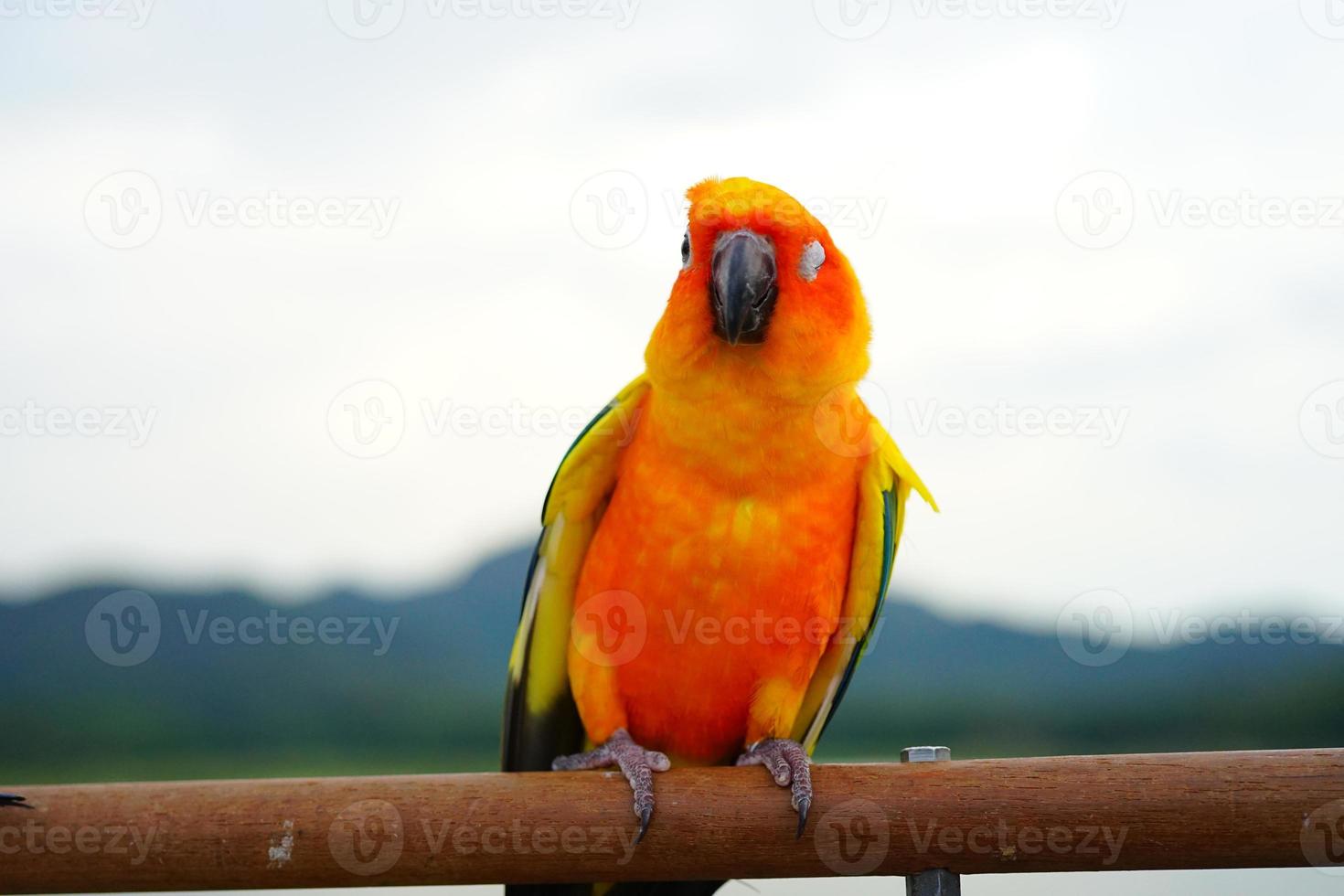 sun conure lindo jovem papagaio ou pássaro é aratinga tem amarelo, laranja e verde no ramo fundo borrão montanhas céu foto