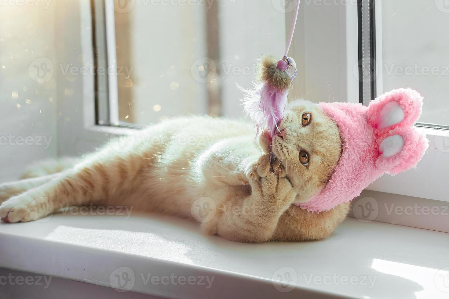 um gato doméstico de páscoa com um chapéu com orelhas de coelho, uma raça britânica de cor pêssego, está brincando na janela com um brinquedo foto