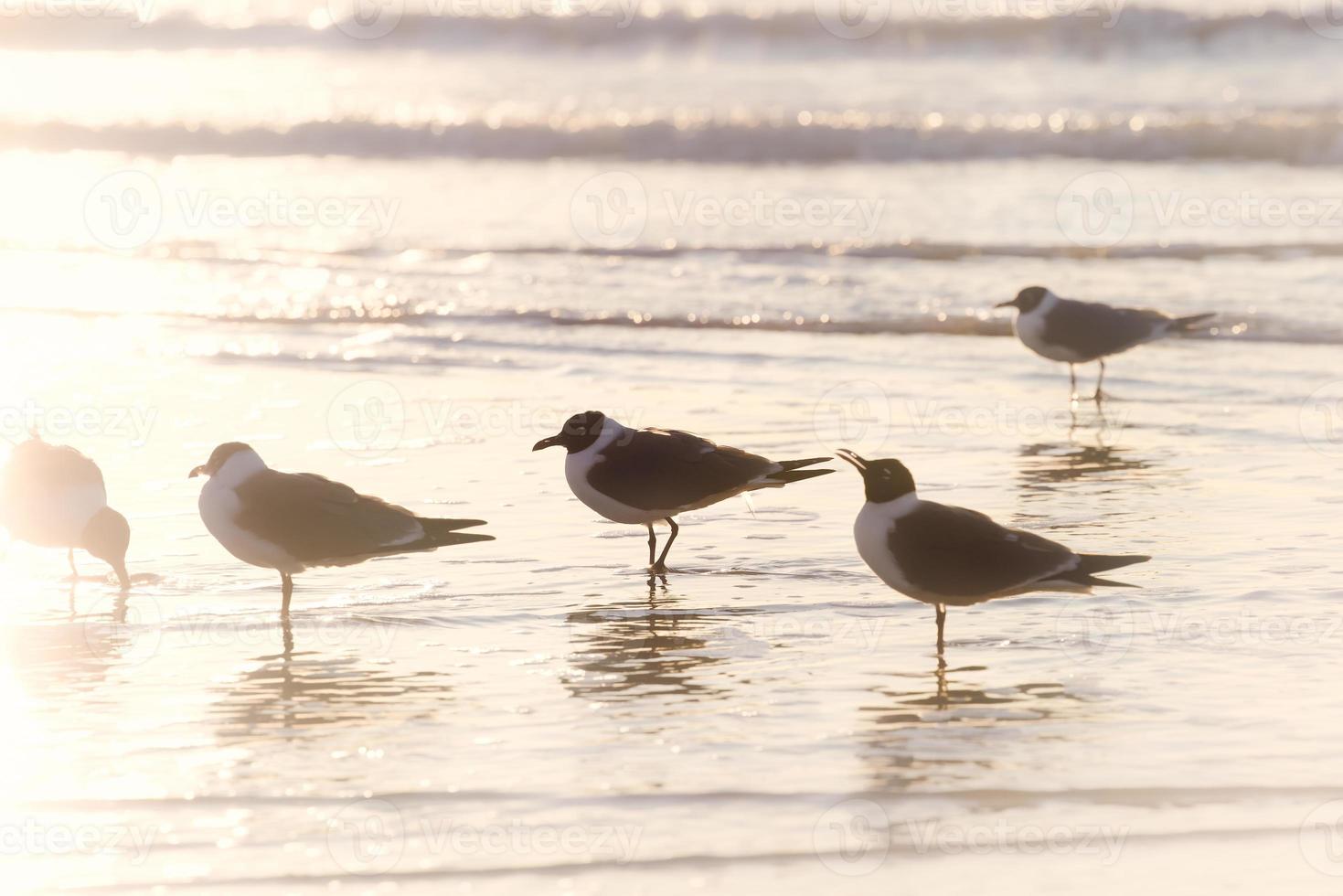 maçaricos ao nascer do sol na praia foto