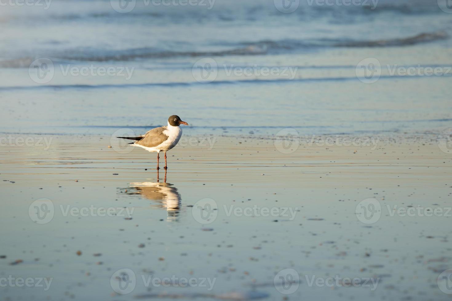 maçarico na praia ao nascer do sol foto