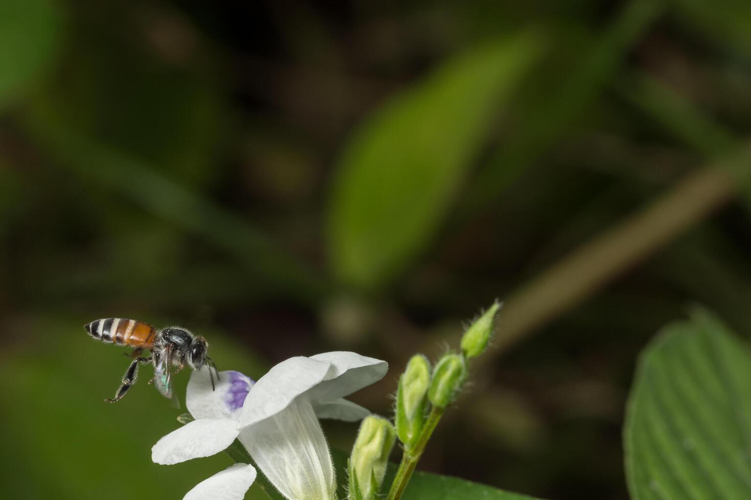 abelha voando em uma flor foto