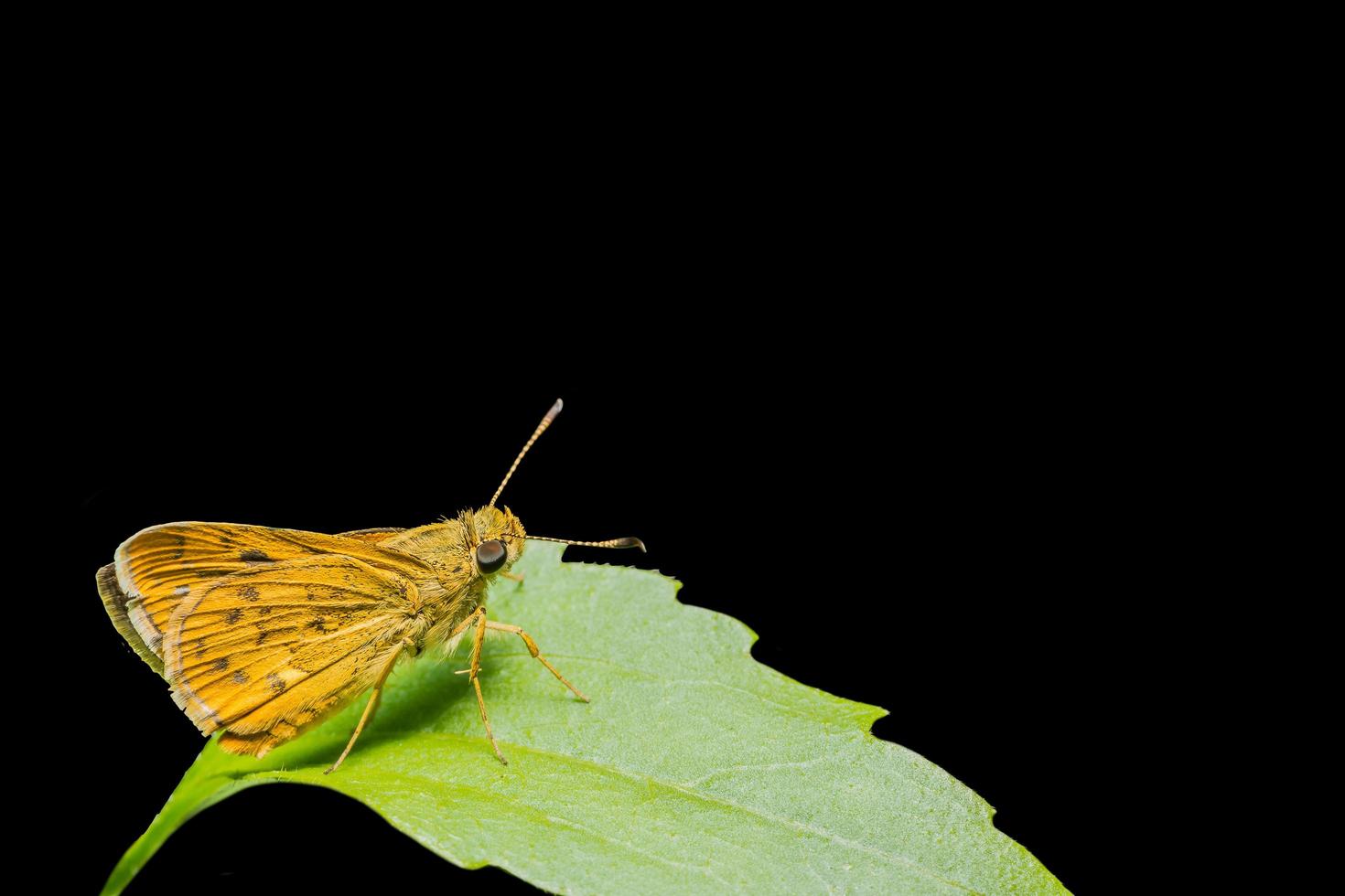 borboleta amarela em uma folha foto